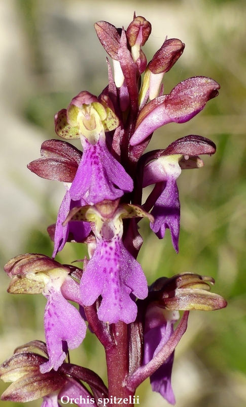 Monte Velino e Monti della Duchessa, le orchidee e la Natura  2024.